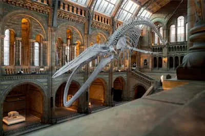 National history museum in Londen