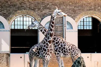 Londen Zoo